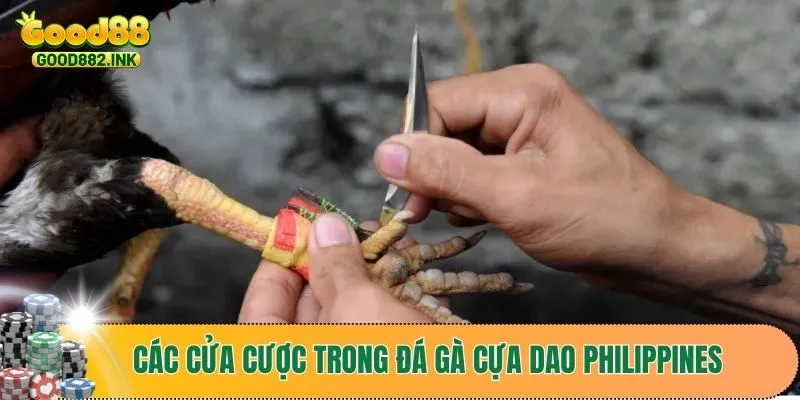 Đá gà cựa dao Philippines trực tiếp với nhiều cửa cược đặc sắc